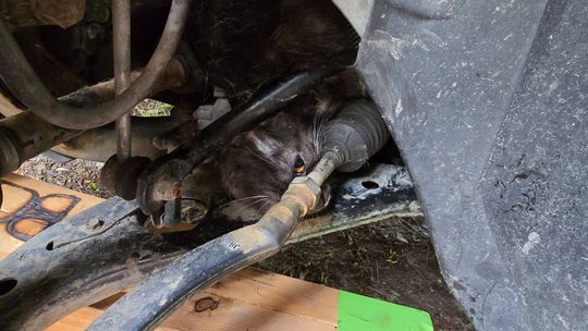 DRAMAT POD MASKĄ! Kot zaklinowany w komorze silnika. Interweniowali strażacy DRAMAT POD MASKĄ! Kot zaklinowany w komorze silnika. Interweniowali strażacy