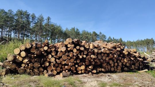 Gmina Mielec sprzedaje drewno opałowe. Zgłoś się. Gmina Mielec sprzedaje drewno opałowe. Zgłoś się.