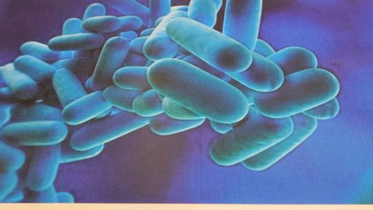Informacje sanepidu w sprawie bakterii Legionella w województwie podkarpackim