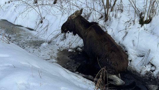 Interwencja przy uwięzionym łosiu w Jamnicy koło Tarnobrzega