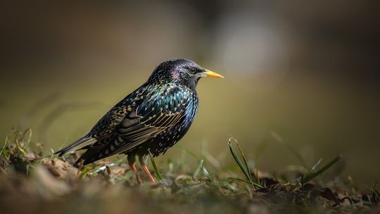 Jak skutecznie chronić sad wykorzystując dzwiękowy odstraszacz na szpaki?