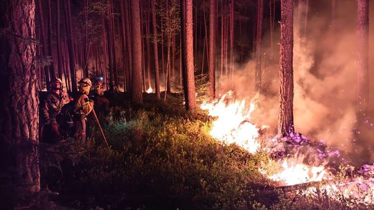 Mieleccy strażacy w akcji gaszenia pożaru lasu na Lubelszczyźnie
