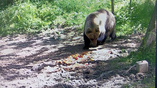 Niedźwiedź wędruje przez podtarnowskie lasy. Uchwyciła go fotopułapka i monitoring