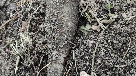Pocisk radziecki odnaleziony w powiecie mieleckim Pocisk radziecki odnaleziony w powiecie mieleckim
