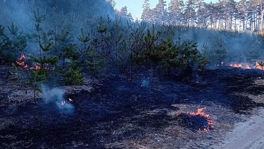 Podpalacze z Podkarpacia ujęci. Grozi im 10 lat