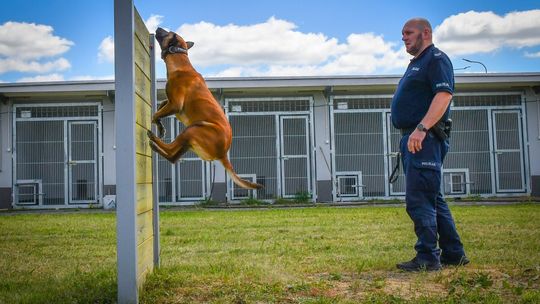 "Policjanci bez mundurów" - szkolenie psów policyjnych