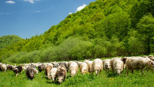 Ruszył nabór do 3. edycji programu „Podkarpacki Naturalny Wypas”