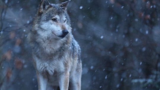 Wilki na terenie Dębicy – apel o ostrożność i zasady postępowania