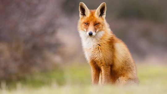 Wiosenna akcja szczepienia lisów przeciwko wściekliźnie