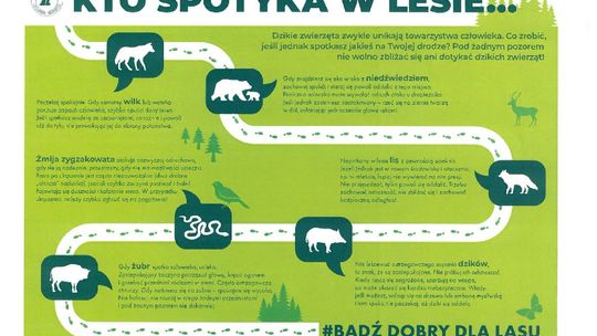 Zachowaj ostrożność. Sygnały mieszkańców o pojawieniu się  wilków