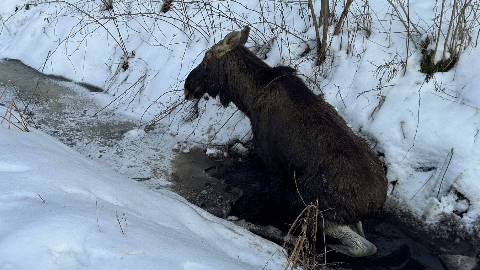 Interwencja przy uwięzionym łosiu w Jamnicy koło Tarnobrzega
