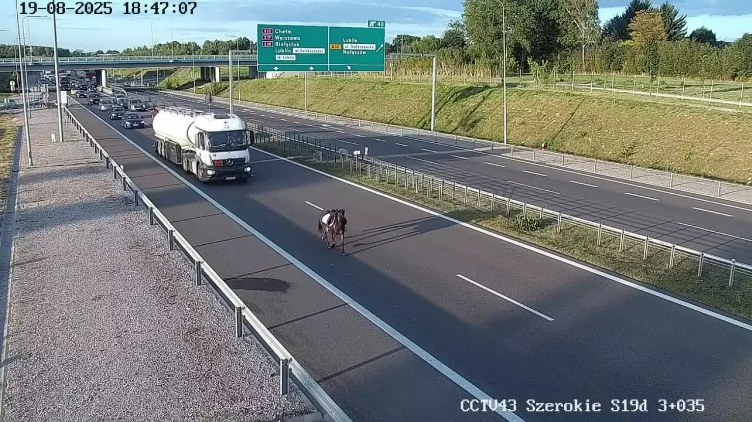 Koń – i to w dodatku bez jeźdźca – na drodze S19