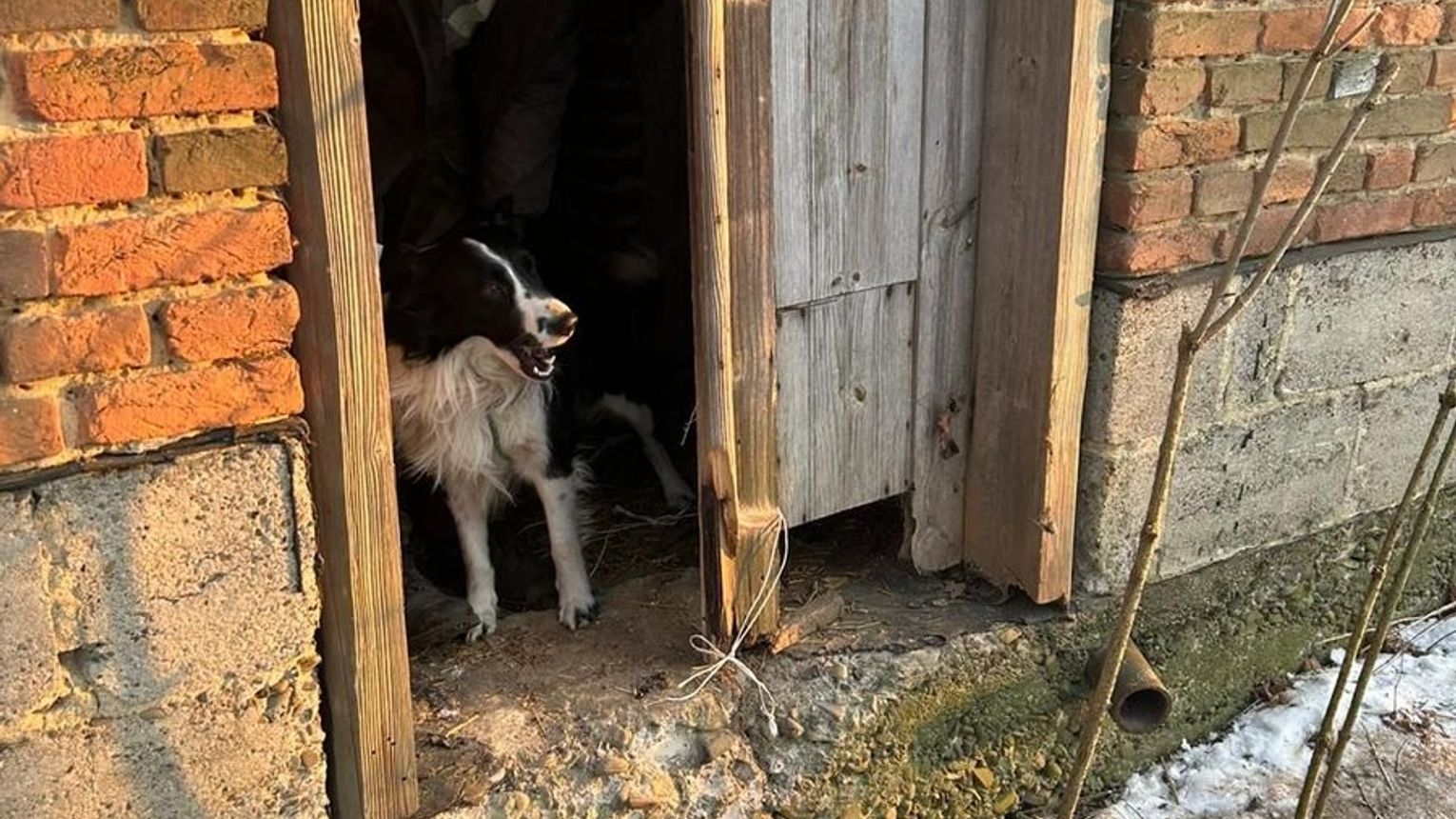 Pomogli policjanci. Bezdomny i jego pies bezpieczni