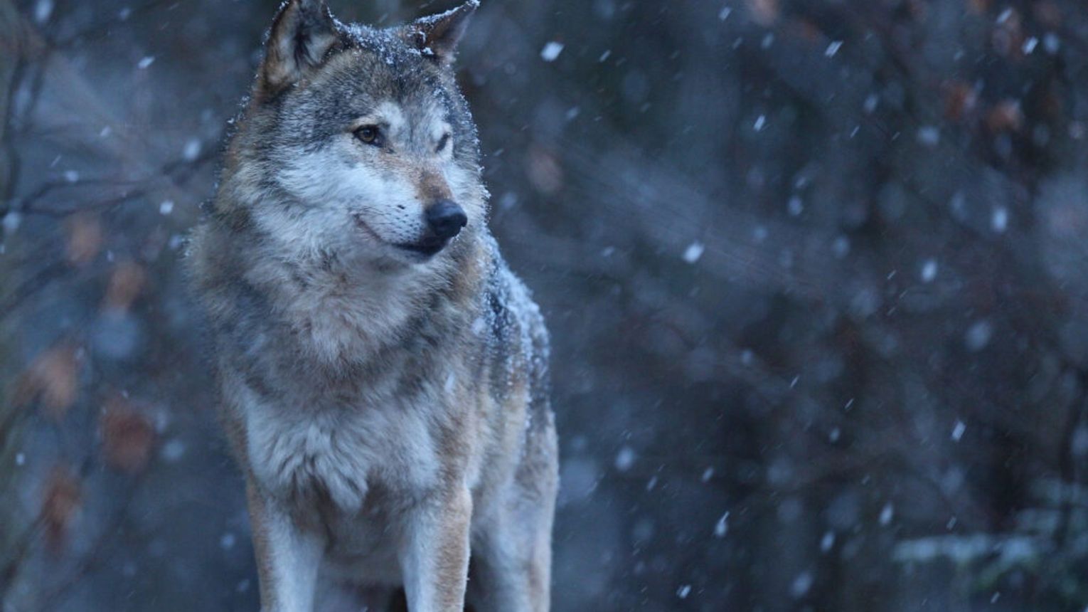 Wilki na terenie Dębicy – apel o ostrożność i zasady postępowania
