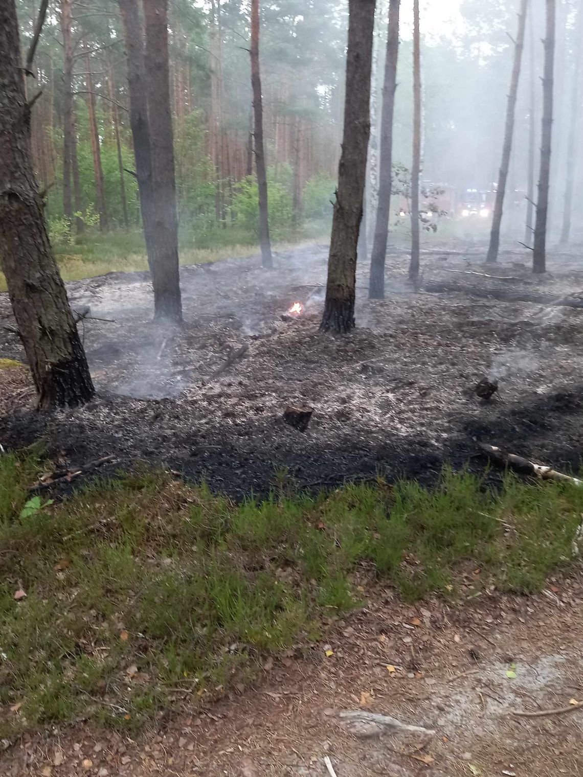 Czy doszło do podpalenia lasów w Szydłowcu?