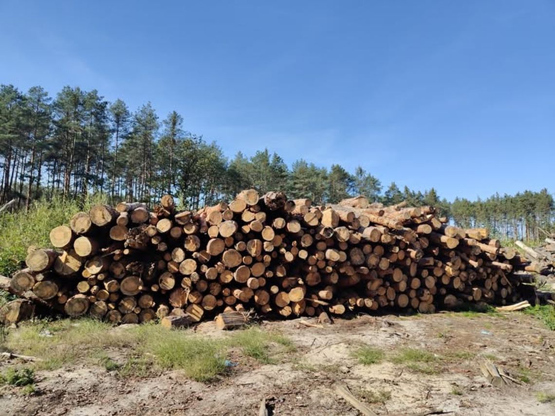 Gmina Mielec sprzedaje drewno opałowe. Zgłoś się.