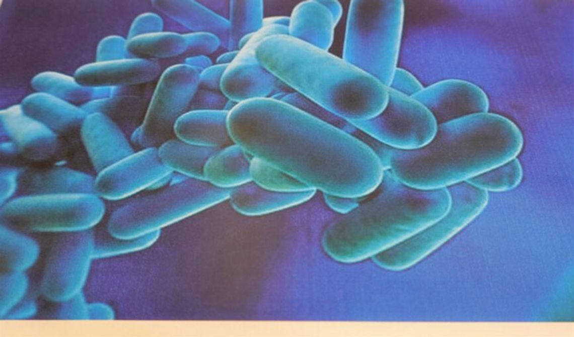 Informacje sanepidu w sprawie bakterii Legionella w województwie podkarpackim