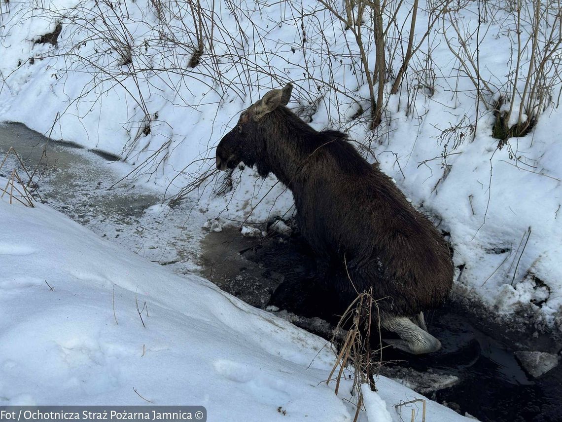 Interwencja przy uwięzionym łosiu w Jamnicy koło Tarnobrzega