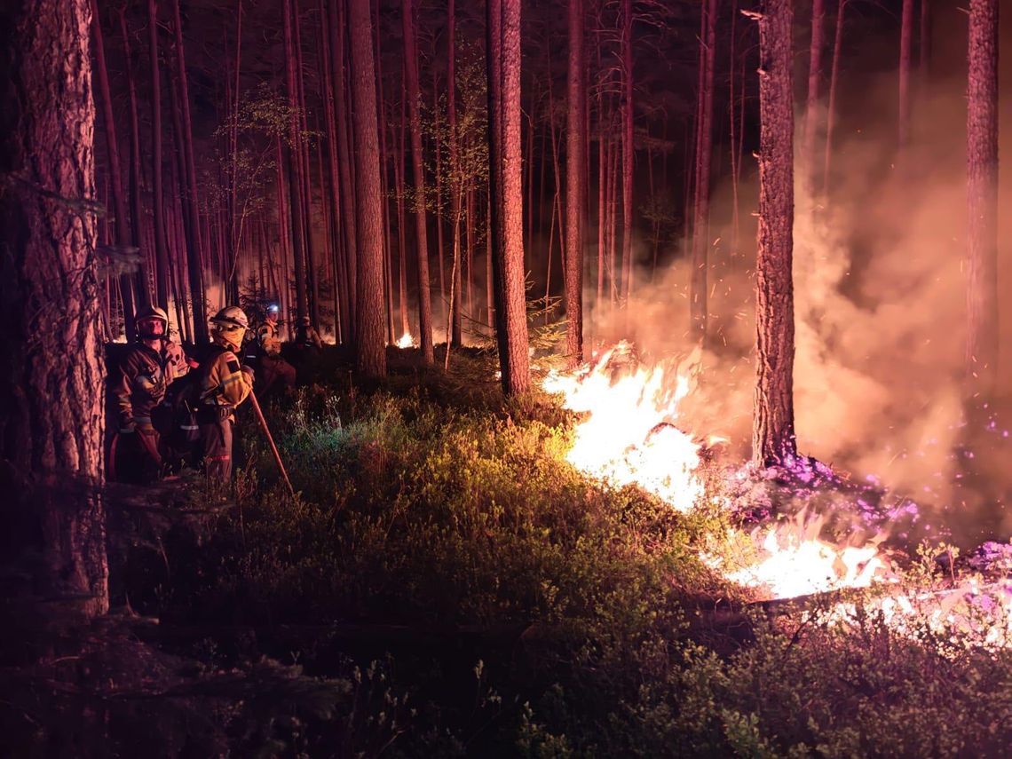 Mieleccy strażacy w akcji gaszenia pożaru lasu na Lubelszczyźnie