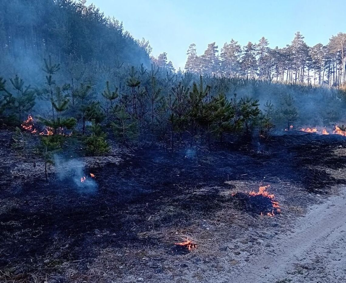 Podpalacze z Podkarpacia ujęci. Grozi im 10 lat