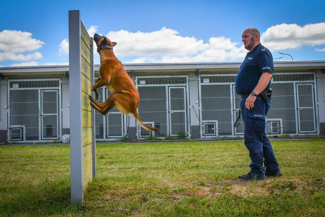 "Policjanci bez mundurów" - szkolenie psów policyjnych