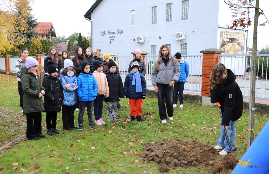 Przy szkole w Mielcu posadzili "Dąb Pamięci"