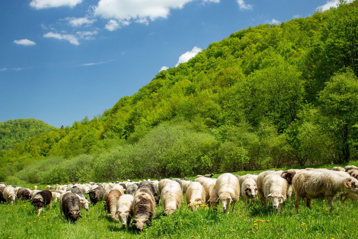 Ruszył nabór do 3. edycji programu „Podkarpacki Naturalny Wypas”