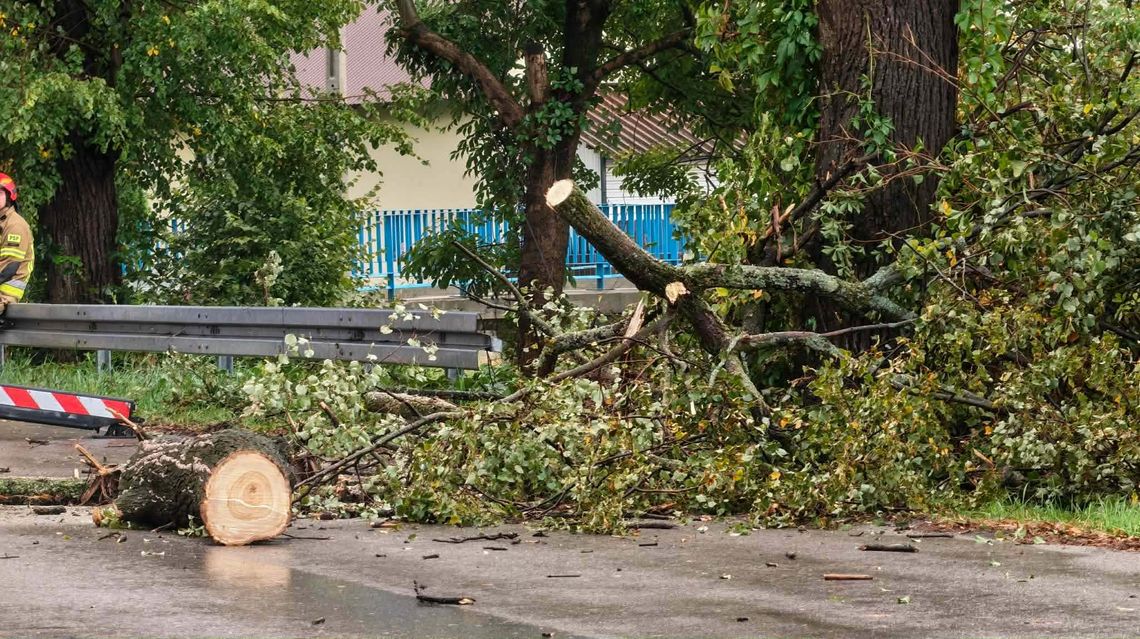 Spadające drzewa, uszkodzone dachy to efekt burzy i silnego wiatru w powiecie mieleckim Spadające drzewa, uszkodzone dachy to efekt burzy i silnego wiatru w powiecie mieleckim