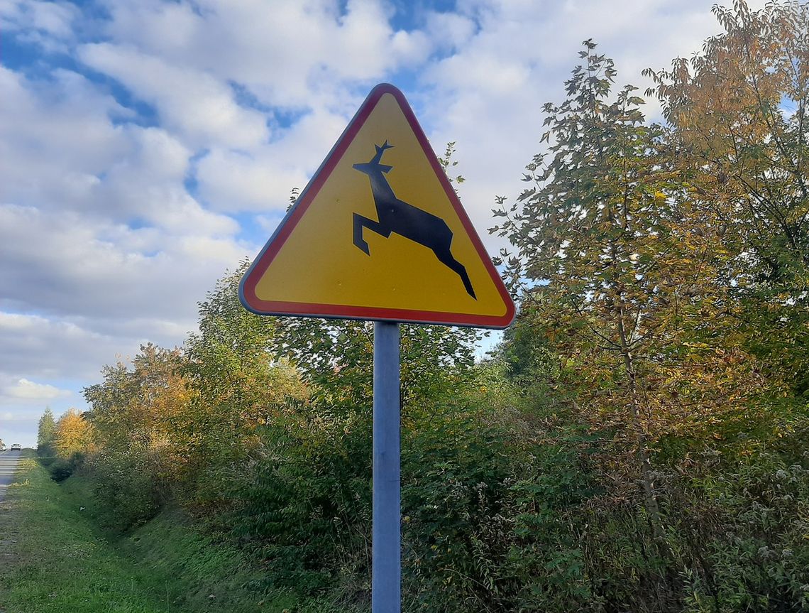 Uwaga na dzikie zwierzęta na drodze!