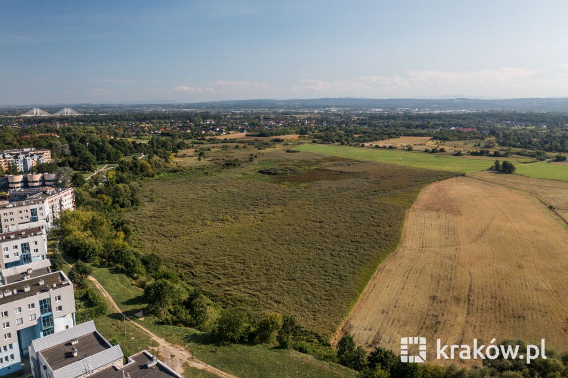 Zwierzęta wracają na miejskie łąki. Kraków zaprasza hodowców