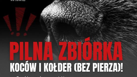 Potrzebują naszej pomocy! Zbiórka rzeczy dla zwierzaków