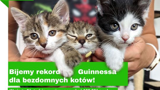 Stowarzyszenie SOS Koty Mielec podejmuje oficjalną próbę pobicia rekordu Guinnessa