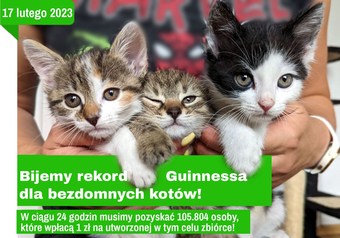Stowarzyszenie SOS Koty Mielec podejmuje oficjalną próbę pobicia rekordu Guinnessa Stowarzyszenie SOS Koty Mielec podejmuje oficjalną próbę pobicia rekordu Guinnessa